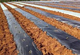 agriculture poly bags